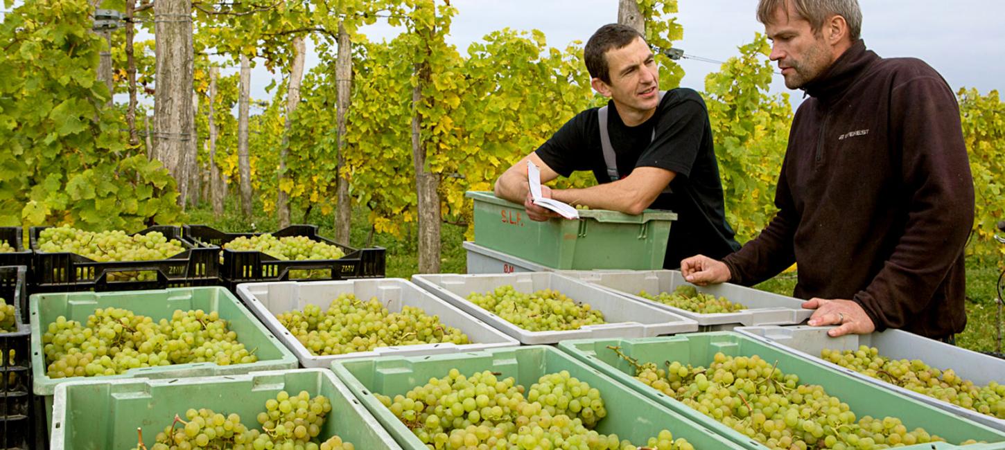 Ørnberg Vin | Hvidvin | Dessertvin | Mousserende vin | Årets Vinbonde 2014 | Vingård | Danmarks bedste vingård