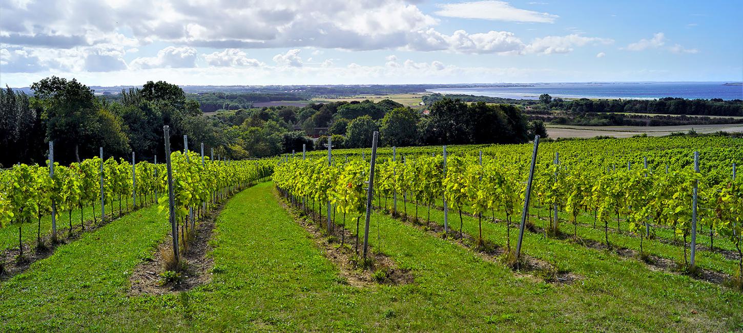 Vingårde | Vinproduktion | Vinmarker | Odsherred | Sjælland | Danmark