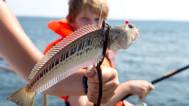 Fisketur på Isefjorden | Kuttertur | Fisketur på fjorden | Fladfisketur | Rørvig Havn | Odsherred | Marianne-F | Marianne F