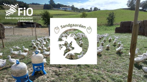 Sandgaarden | FiO