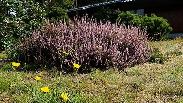 Det Vilde Køkken i Klint | Silva Danica | Landliggerens bidrag til biodiversiteten