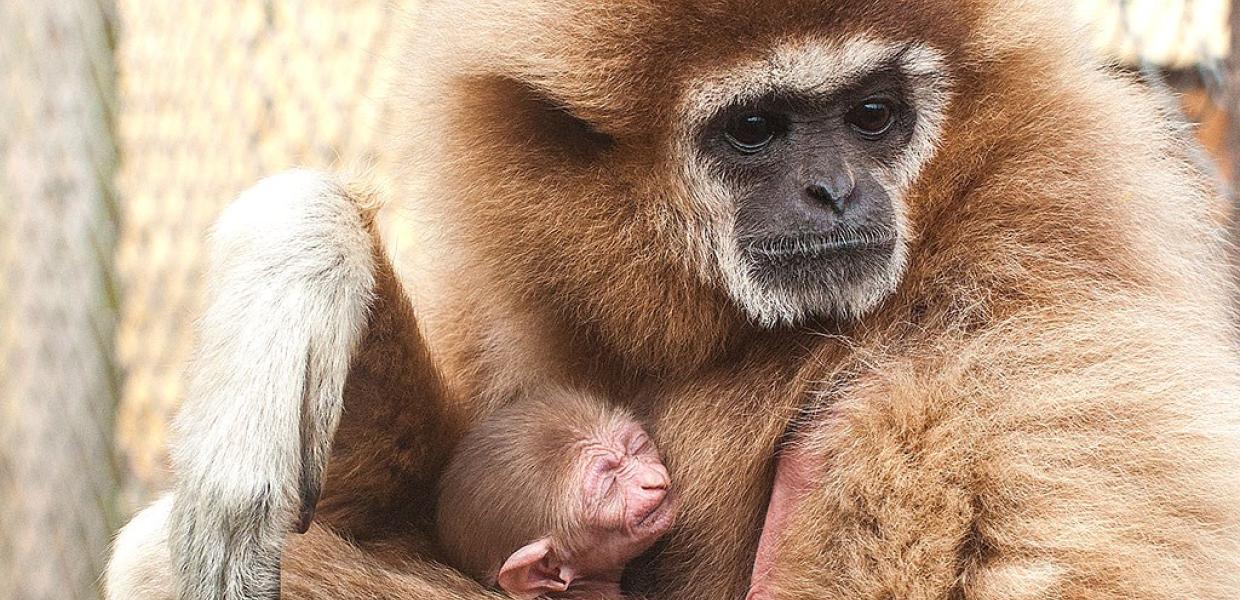 Odsherred Zoo Rescue | Zoologisk have | Dyrepark | Asnæs | Odsherred